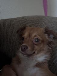 Lost Female Dog last seen shaw and sixth, Fresno, CA 93726