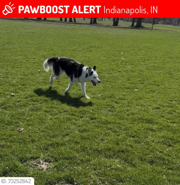 Lost Female Dog last seen Chapel hill .. between 10 st and girl schools.., Indianapolis, IN 46214