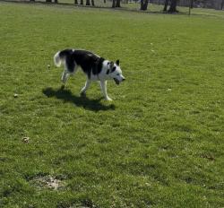 Lost Female Dog last seen Chapel hill .. between 10 st and girl schools.., Indianapolis, IN 46214