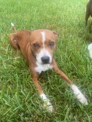 Found/Stray Female Dog last seen Foster Drive, Conroe, TX 77301
