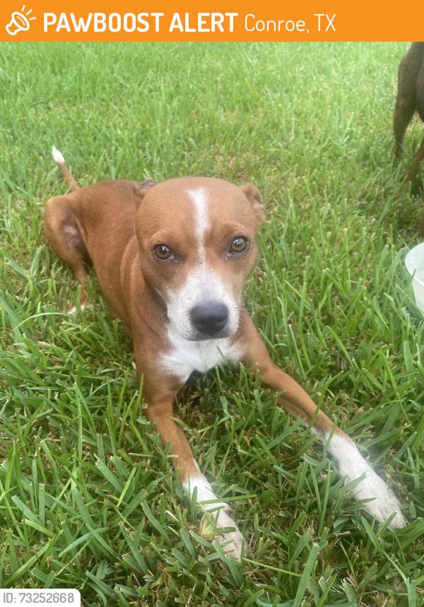 Found/Stray Female Dog last seen Foster Drive, Conroe, TX 77301