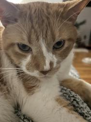 Lost Male Cat last seen Merion Ave & Ford Street, Conshohocken, PA 19428