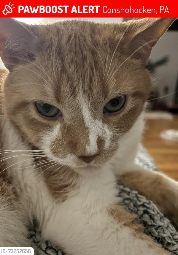 Lost Male Cat last seen Merion Ave & Ford Street, Conshohocken, PA 19428
