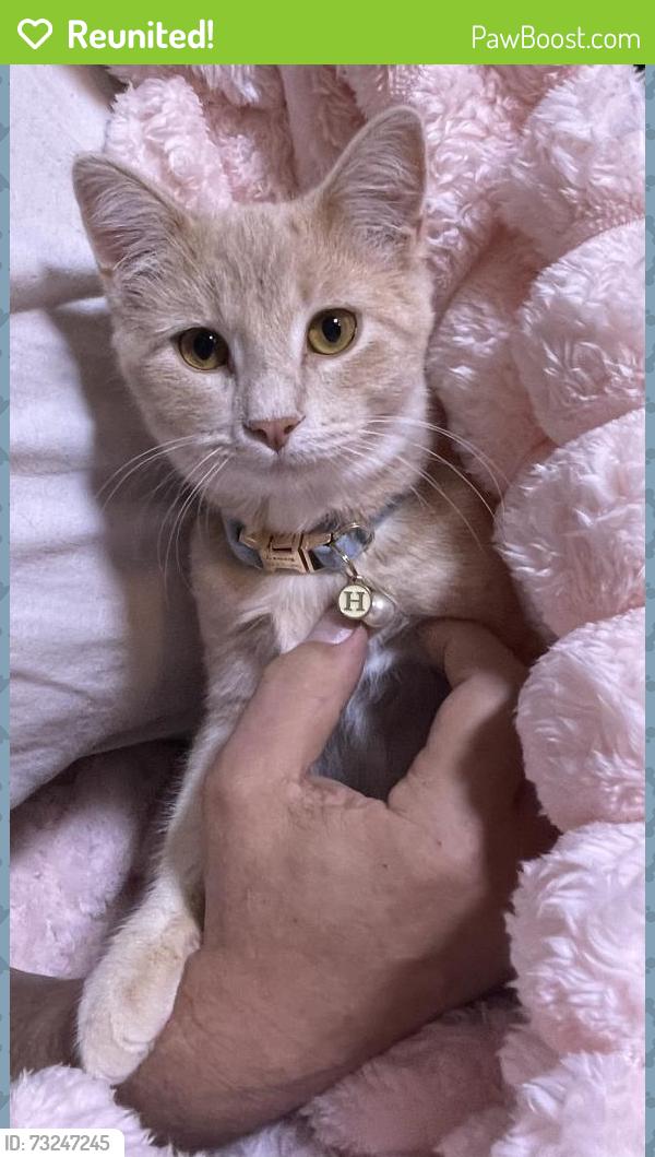 Reunited Female Cat last seen Kellie, Sachse, TX 75048