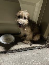 Found/Stray Unknown Dog last seen golden pass and guadalupe river, Camden Park, TX 77067