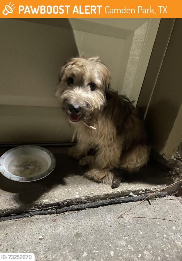 Found/Stray Unknown Dog last seen golden pass and guadalupe river, Camden Park, TX 77067
