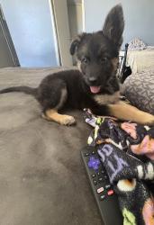 Lost Female Dog last seen Corner of Q and 15th, Palmdale, CA 93550