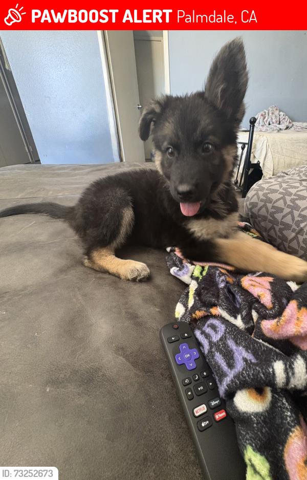 Lost Female Dog last seen Corner of Q and 15th, Palmdale, CA 93550
