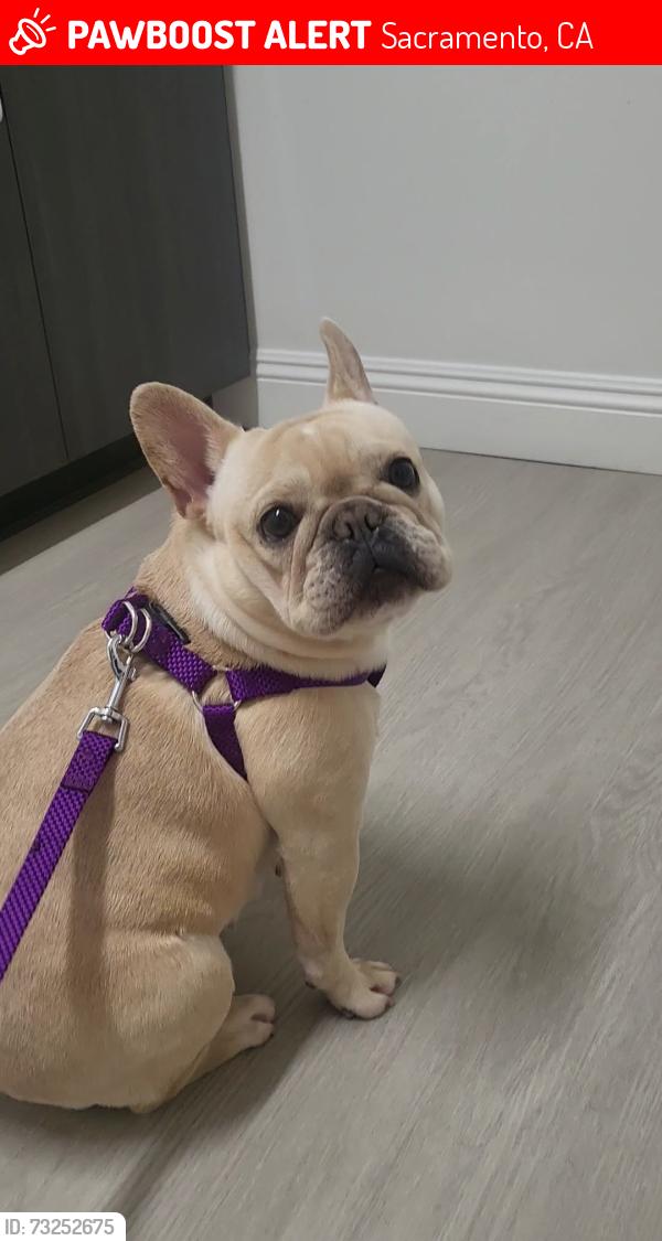 Lost Female Dog last seen Franklin Blvd & Village Wood Dr, Sacramento, CA 95823