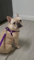 Lost Female Dog last seen Franklin Blvd & Village Wood Dr, Sacramento, CA 95823