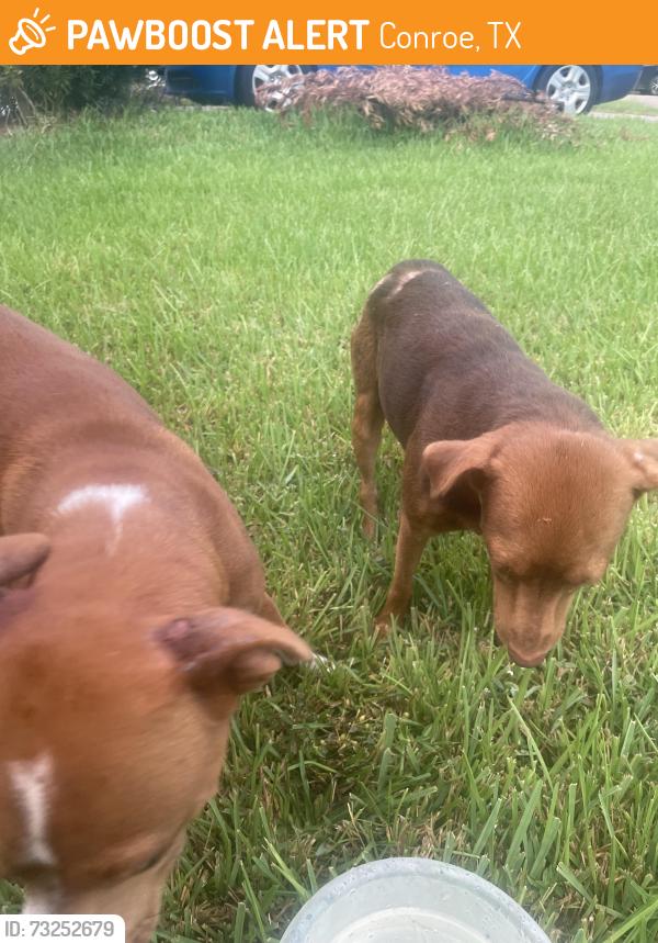 Found/Stray Male Dog last seen Foster Drive, Conroe, TX 77301