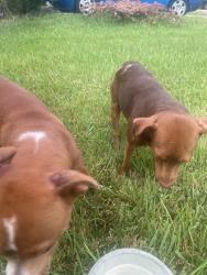 Found/Stray Male Dog last seen Foster Drive, Conroe, TX 77301