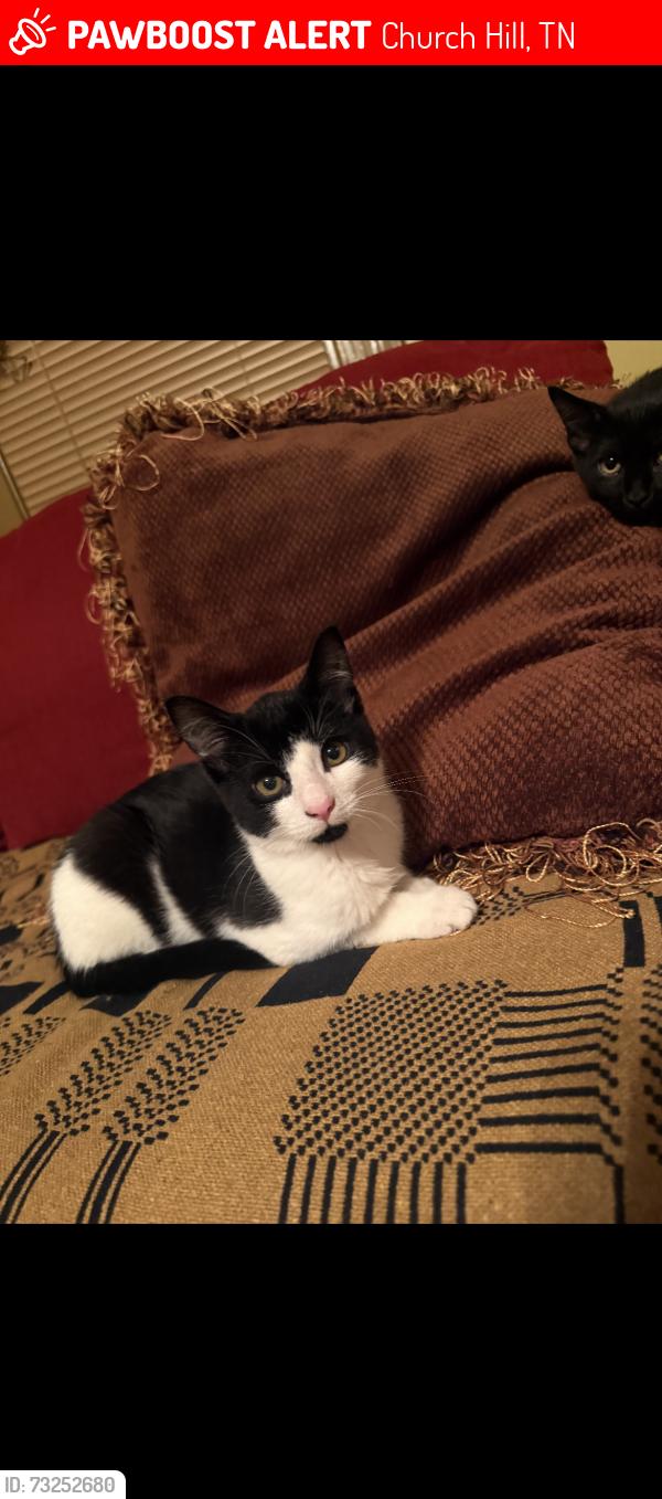 Lost Male Cat last seen Carters Valley rd, Church Hill, TN 37642