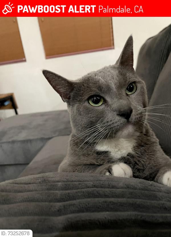 Lost Female Cat last seen Pacific Star dr, Palmdale, CA 93552
