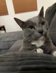 Lost Female Cat last seen Pacific Star dr, Palmdale, CA 93552