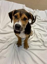 Shelter Stray Male Dog last seen Near Gresham Road Atlanta, 30316, 30316, GA, 3280 Chamblee Dunwoody Rd, Chamblee, GA 30341, USA