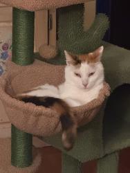 Lost Female Cat last seen Shadytree lane - Encinitas, Encinitas, CA 92024