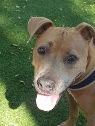 Lost Female Dog last seen Norinda st near Kylie st Sunnybank, Sunnybank, QLD 4109