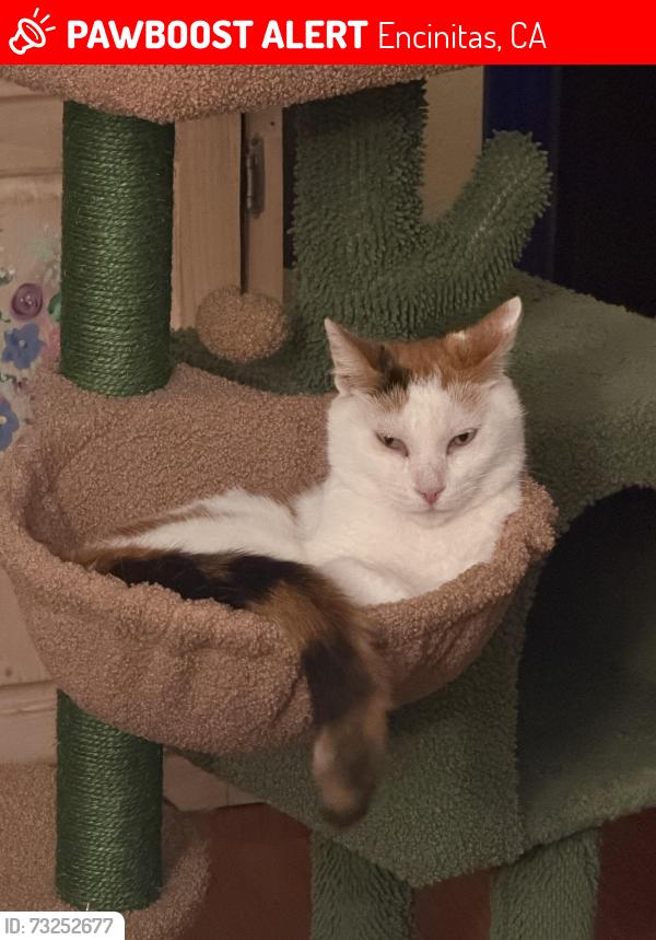 Lost Female Cat last seen Shadytree lane - Encinitas, Encinitas, CA 92024