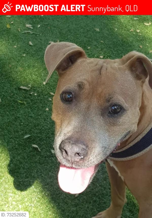 Lost Female Dog last seen Norinda st near Kylie st Sunnybank, Sunnybank, QLD 4109