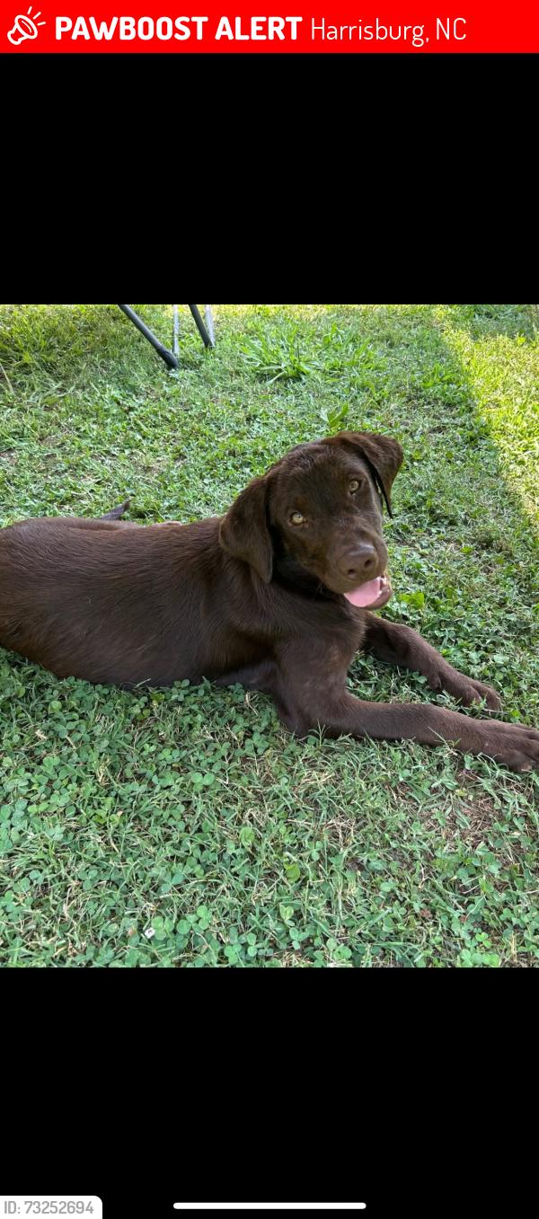 Lost Male Dog last seen Roberta by Pitts school road, Harrisburg, NC 28075