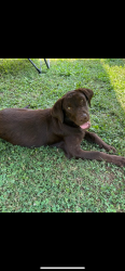 Lost Male Dog last seen Roberta by Pitts school road, Harrisburg, NC 28075