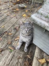 Reunited Male Cat last seen Central Ave, Reisterstown, MD 21136