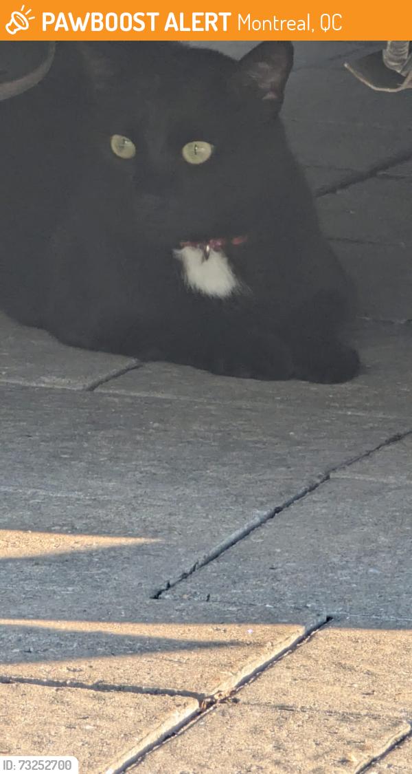 Found/Stray Unknown Cat last seen Spotted in Saint Laurent near rue Dubeau, Montreal, QC 