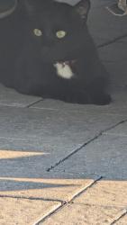 Found/Stray Unknown Cat last seen Spotted in Saint Laurent near rue Dubeau, Montreal, QC 