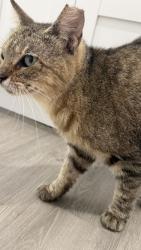 Found/Stray Male Cat last seen Baytree Dr & Belrose Ln, Riverview, FL 33569