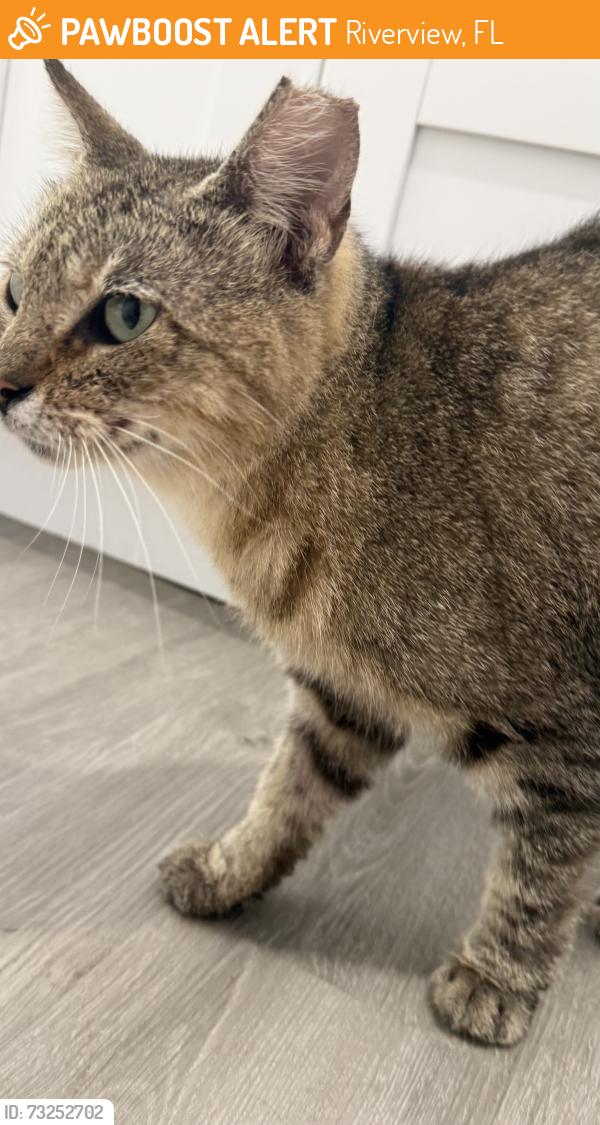 Found/Stray Male Cat last seen Baytree Dr & Belrose Ln, Riverview, FL 33569