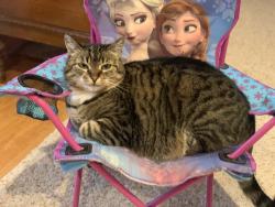 Lost Female Cat last seen Near 243rd Ave E, Buckley WA 98321, Buckley, WA 98321