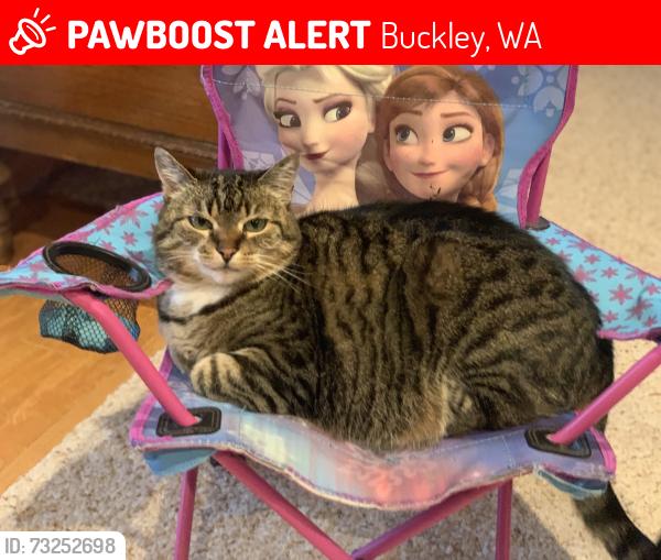 Lost Female Cat last seen Near 243rd Ave E, Buckley WA 98321, Buckley, WA 98321