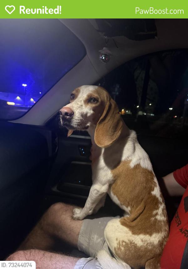 Reunited Male Dog last seen A&W Bulb Road, Fort Myers, FL 33919