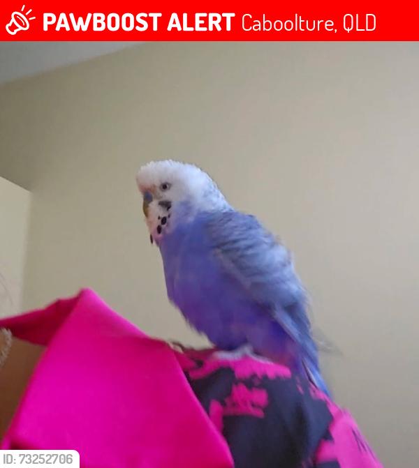 Lost Male Bird last seen King st caboolture, Caboolture, QLD 4510