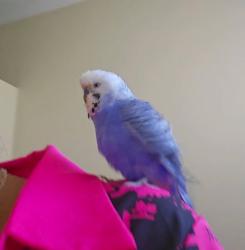 Lost Male Bird last seen King st caboolture, Caboolture, QLD 4510