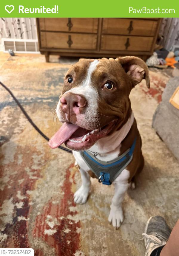 Reunited Male Dog last seen Marion Ave, Lansing, MI 48910