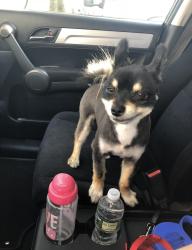 Reunited Male Dog last seen 7th street and Davenport Av, Newark, NJ 07107