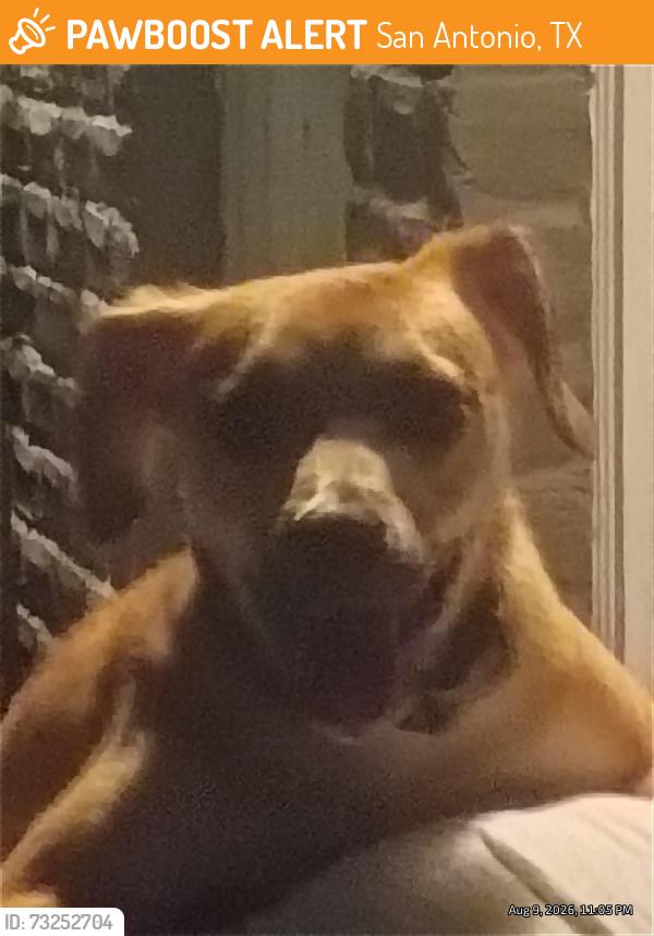 Found/Stray Male Dog last seen Rexford, San Antonio, TX 78216