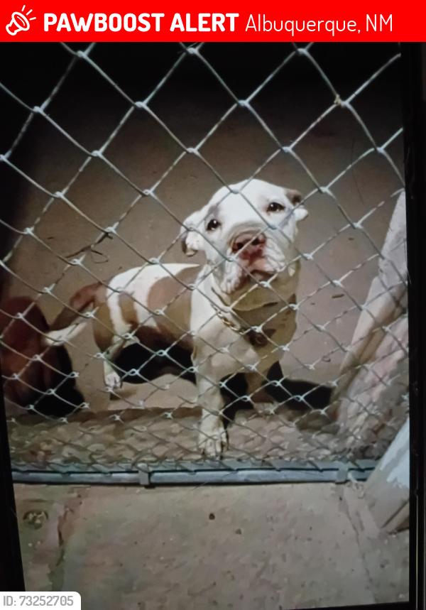 Lost Male Dog last seen Near Monroe st, Albuquerque, NM 87108