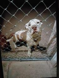 Lost Male Dog last seen Near Monroe st, Albuquerque, NM 87108