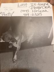 Lost Female Dog last seen Foothill ave, Rialto, CA 92376