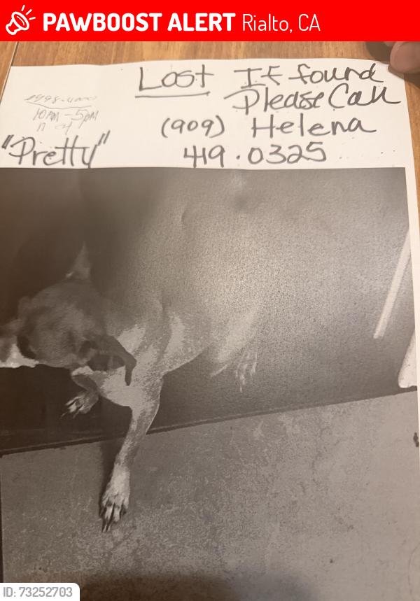 Lost Female Dog last seen Foothill ave, Rialto, CA 92376