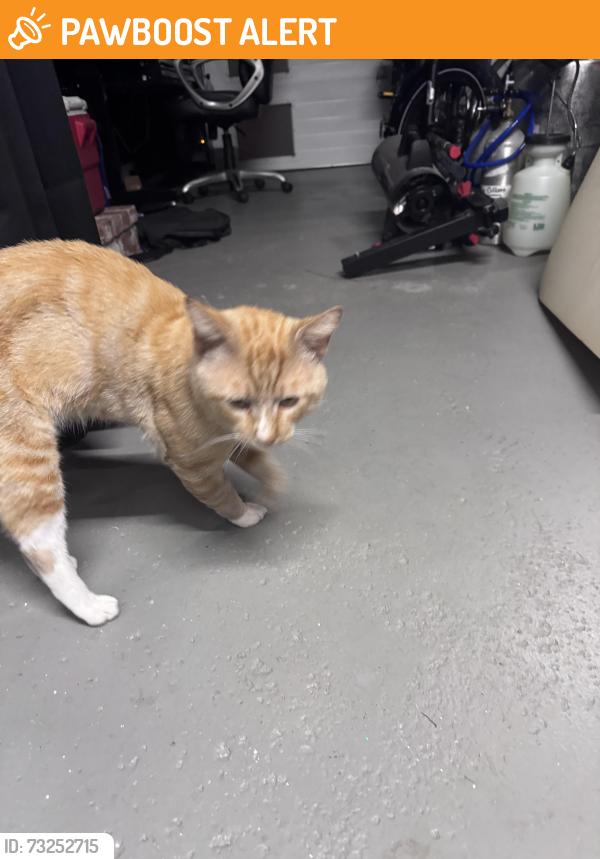 Found/Stray Male Cat last seen Brookhurst & Banning, Huntington Beach, CA 92646