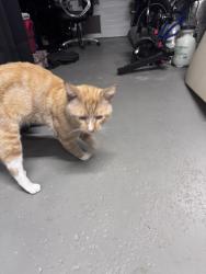 Found/Stray Male Cat last seen Brookhurst & Banning, Huntington Beach, CA 92646