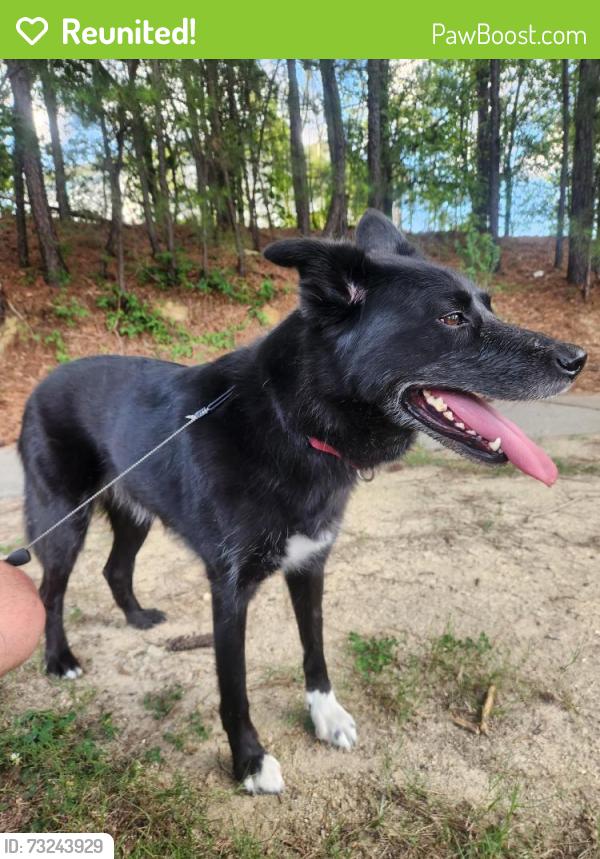 Reunited Female Dog last seen Coalinga lane, Raleigh, NC 27610