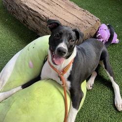 Shelter Stray Male Dog last seen , 361 S Raymond Ave, Pasadena, CA 91105, USA