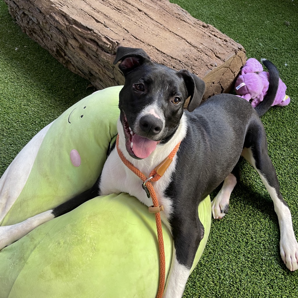 Shelter Stray Male Dog last seen , 361 S Raymond Ave, Pasadena, CA 91105, USA