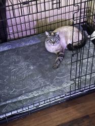 Lost Male Cat last seen mill to owens rd, Deer Park, WA 99006