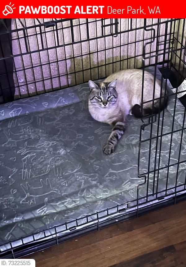 Lost Male Cat last seen mill to owens rd, Deer Park, WA 99006